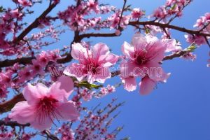 Gökyüzü-Pembe Çiçek Dalları