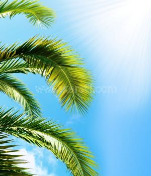 Gökyüzü-Güneş Işığı-Palmiye Yaprakları