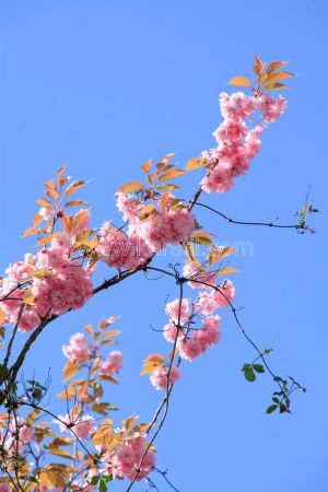 Gökyüzü-Pembe Bahar Dalı