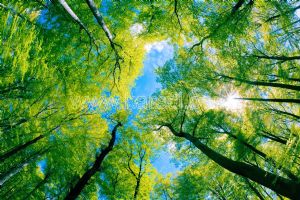 Gökyüzü-3 Boyutlu-Yeşil Ağaçlar