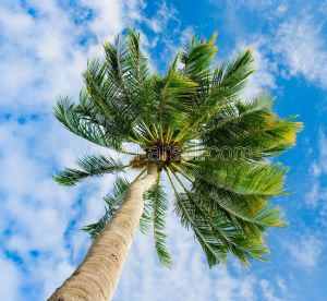 Gökyüzü-3 Boyutlu-Palmiye Ağacı