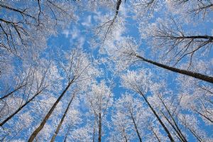 Gökyüzü-3 Boyutlu Karlı Ağaçlar