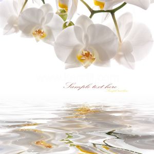 Beyaz Zemin-Orkide çiçeği