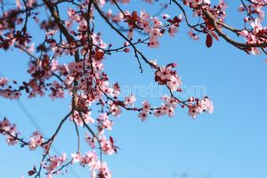 Gökyüzü-Şeftali Çiçeği