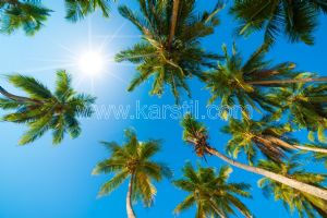 Gökyüzü-Güneş Işığı-3 Boyutlu Palmiye Ağaçları