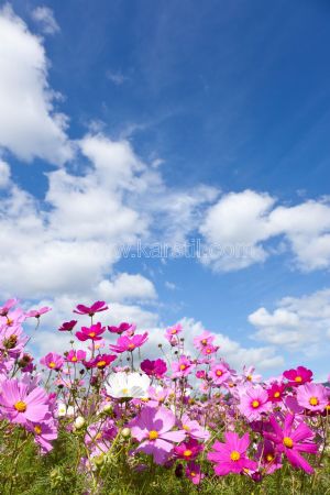 Gökyüzü-Güneş Işığı-Pembe Gelincik Çiçekleri