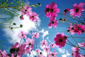 Gökyüzü-3 Boyutlu Pembe Çiçekler