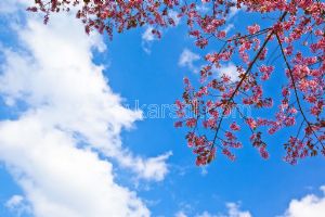 Gökyüzü-Bulut-Pembe Çiçekli Ağaç Dalı