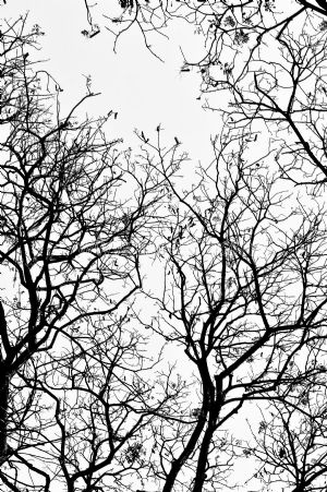 Gökyüzü-Kuru Ağaç Dalları