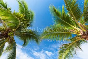 Gökyüzü-3 Boyutlu-Palmiye Ağacı