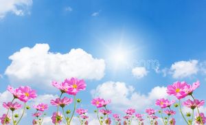 Gökyüzü-Güneş-Pembe Gelincik Çiçeği