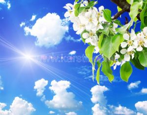 Gökyüzü-Güneş Işığı-Beyaz Çiçekli Ağaç