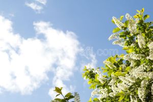 Gökyüzü-Beyaz Çiçekli-Bahar Dalı