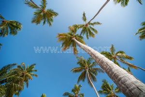Gökyüzü-3 Boyutlu-Palmiye Ağaçları