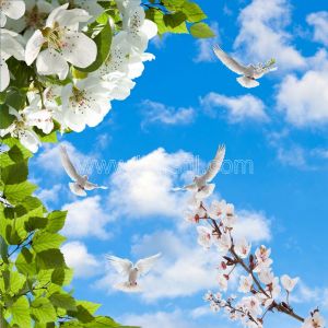 Gökyüzü-Erik Çiçeği-Akasya Yaprağı-Kuşlar
