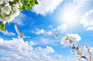Gökyüzü-Güneşli-Erik Çiçeği-Beyaz Bahar Dalı