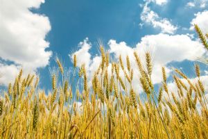 Gökyüzü-Buğday Tarlası