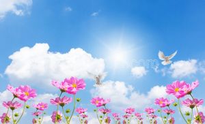 Güneşli Gökyüzü-Pembe Çiçekler