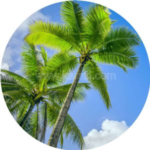 Gökyüzü-Palmiye Ağaçlı