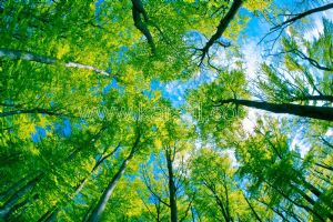 Gökyüzü-3 Boyutlu Yeşil Ağaçlar