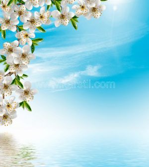 Gökyüzü-Beyaz Çiçekler