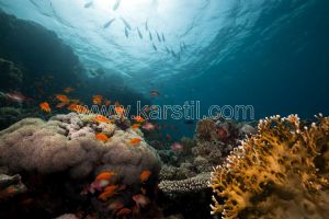 Deniz Yosunu-Mercan-Balık