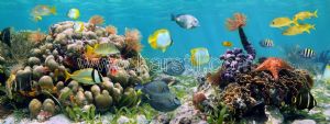 Deniz Yosunu-Sarı Balıklar-Mercan-