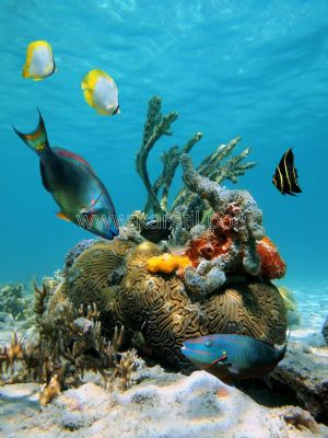Deniz Yosunu-Mercan-Balıklar