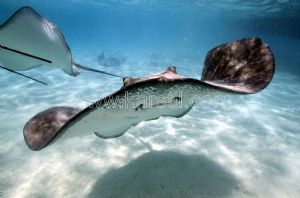 Deniz Yosunu-Kılıç Balığı