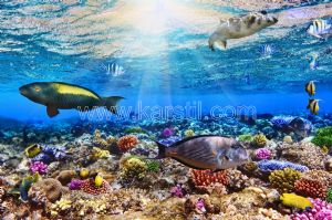 Denizaltı-Mercan-Renkli Balıklar