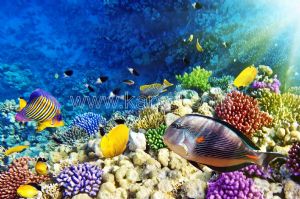 Denizaltı-Renkli Balıklar-Mercan-Yosun
