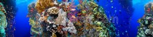Deniz Yosunu-Mercan-Balıklar