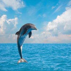 Deniz-Gökyüzü-Yunus Balığı