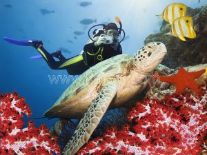 Dalgıç-Deniz Kaplumbağası