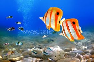 Denizaltı-Manzara-Renkli Balıklar