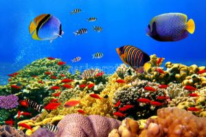 Renkli Balıklar-Mercanlar