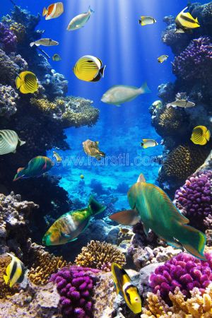 Denizaltı-Mercanlar-Renkli Balıklar