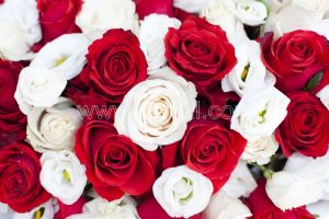 Kırmızı-Beyaz Güller