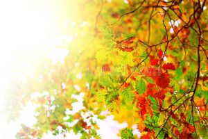 Güneş Işığı-Sonbahar Ağacı