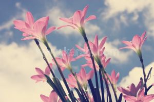Gökyüzü-Pembe Çiçekler