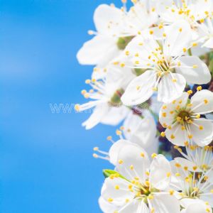 Beyaz Erik Çiçeği