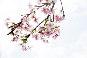 Pembe Çiçekli Ağaç Dalı