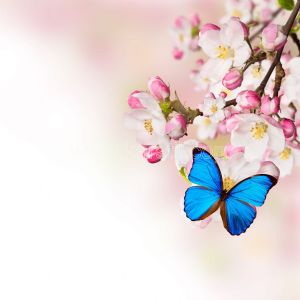Kelebekli Bahar Dalı