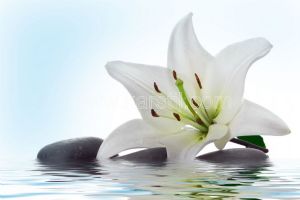 Beyaz Lilyum Çiçeği