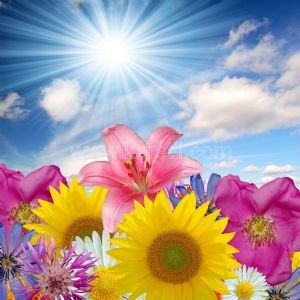 Güneş-Gökyüzü-Yaz Çiçekleri