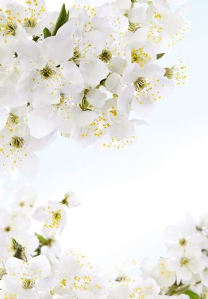 Beyaz Bahar Çiçekleri