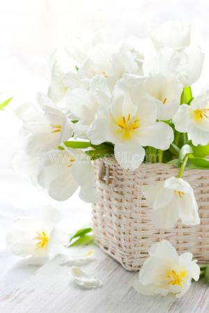 Saksı İçinde Beyaz Çiçekler