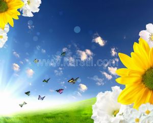 Gökyüzü-Ayçiçekleri-Kelebekler