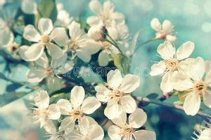 Beyaz Bahar Çiçekleri