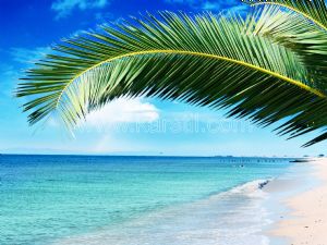 Deniz-Kumsal-Palmiye Yaprakları